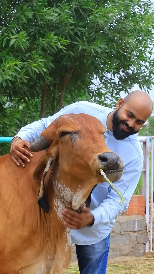 Welcome to our Gaushala, where every Gir cow is cared for with love and devotion. 🐄💛
Their blessings give us the purest A2 Gir Cow Ghee, made traditionally with the Bilona method.

Let’s protect our divine mothers – the heart of Indian tradition and health. 🙏🇮🇳

✨ Experience purity in every spoon!
At Gawdee Organic, we bring you A2 Gir Cow Ghee made from the traditional Bilona method – straight from happy, grass-fed Gir cows.

📦 DM to order or visit our bio link!

#GaushalaReel #GirCowGaushala #GauSeva #A2GirCowGhee #GirCowA2Ghee #CowShelterIndia #BilonaGhee #SaveDesiCows #OrganicLiving #GawdeeOrganic #IndianCulture #CowReel #SpiritualIndia #A2GheeMakers #RespectOurCows #OrganicGhee #AyurvedicGhee #DesiGheeIndia #GheeLovers #GheeMadeFromGirCow #NaturalImmunityBooster #FarmToHome #GrassfedGhee #ChemicalFreeGhee #DesiCowGhee #A2GheeIndia #HandChurnedGhee