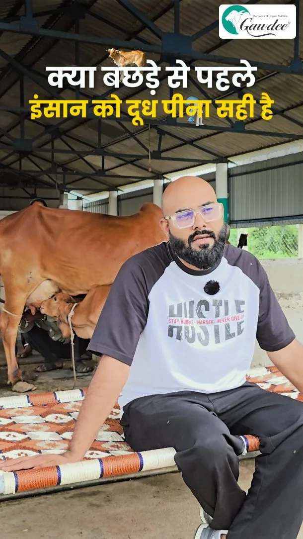 ✨ Should humans drink cow’s milk before the calf? 🐄👶

Before humans, it’s the calf who deserves mother’s milk.
Because love and nutrition start with nature’s first right. 🌱
At Gawdee, we follow this golden rule — Calf first, human later.
#A2milk#Cow#Calf#BestA2Ghee#Nutrition#gawdeeindia#Top10Company#Anveshan#gawdeeghee#Chemical-free#Organic#Human#ChemicalFreeGhee #GirCowGhee#India